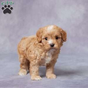 Arnie, Cavapoo Puppy